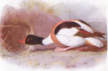 Sheld Duck